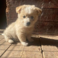 Flynn